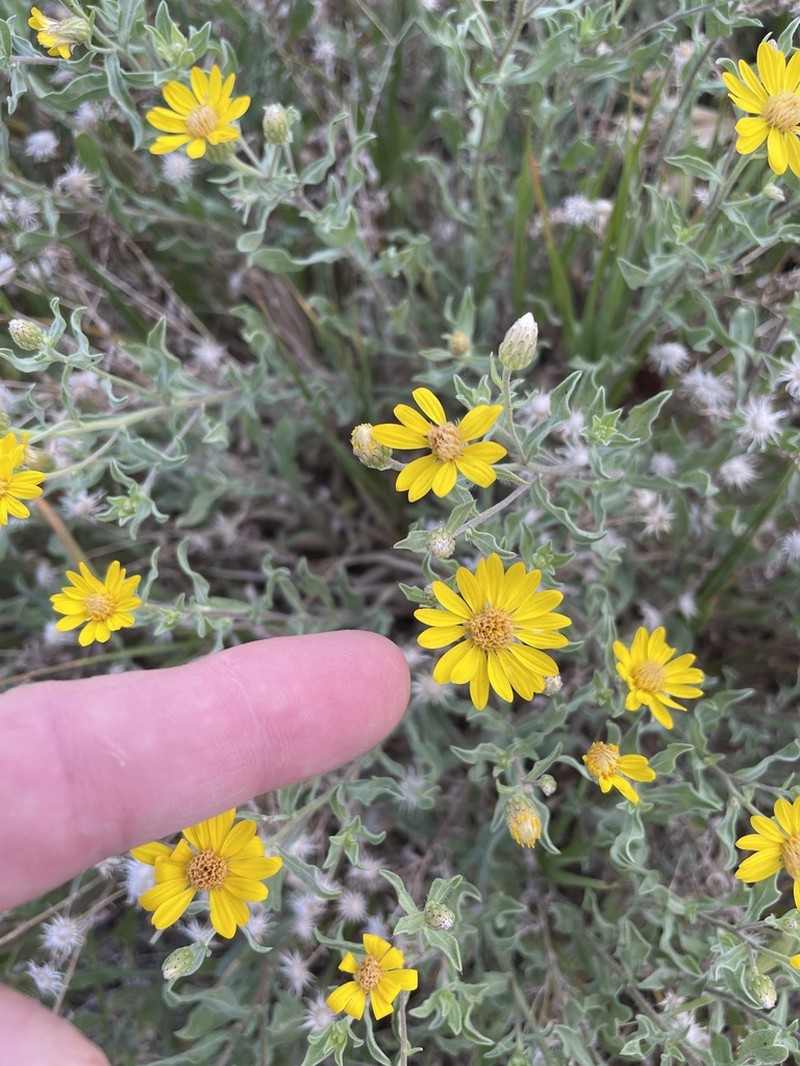 Heterotheca polothrix photo 6