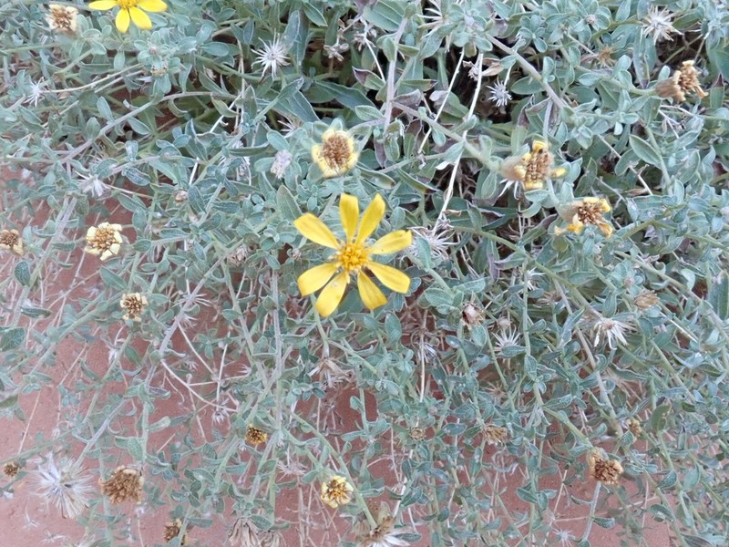 Heterotheca polothrix photo 7