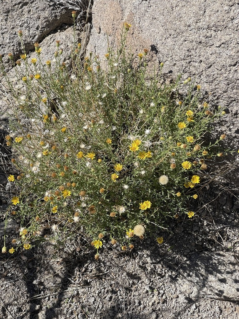 Heterotheca polothrix photo 8