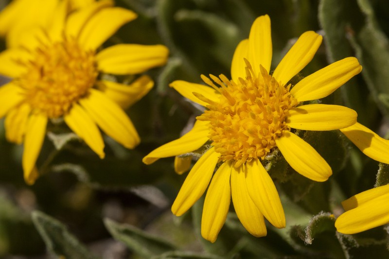 Alpine False Goldenaster photo 5
