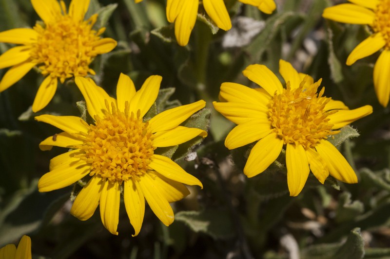 Alpine False Goldenaster photo 6