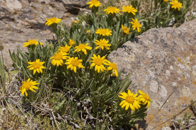 Alpine False Goldenaster photo 2