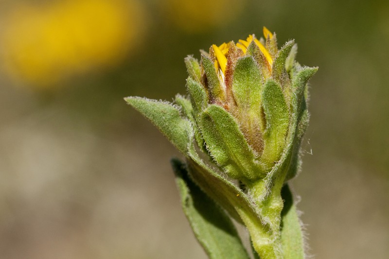 Alpine False Goldenaster photo 3