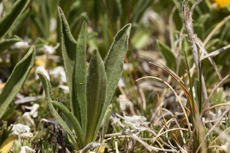 Alpine False Goldenaster photo 4