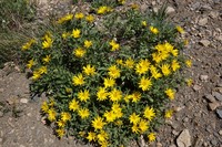 Alpine False Goldenaster