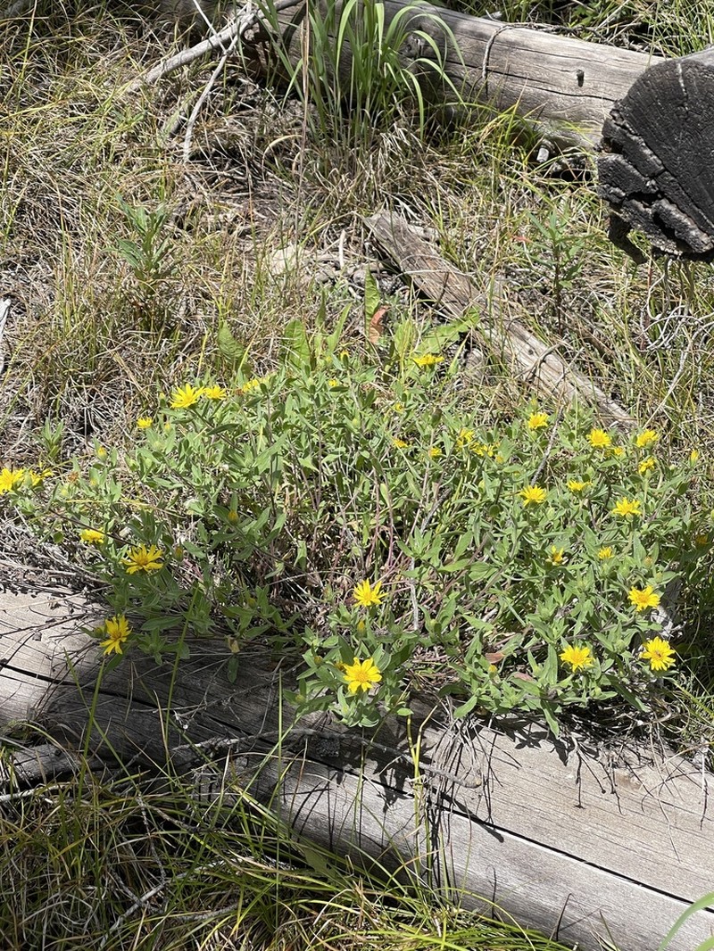Alpine False Goldenaster photo 2