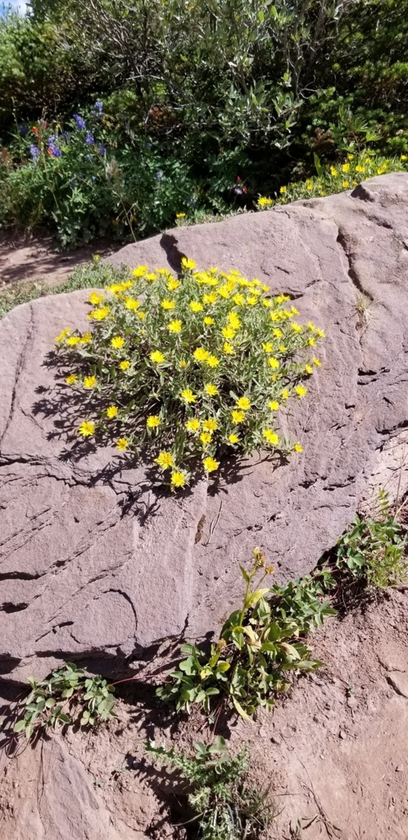 Alpine False Goldenaster photo 3