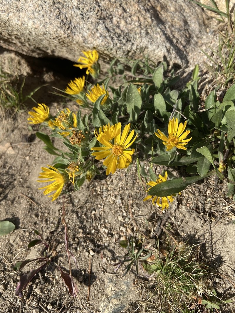 Alpine False Goldenaster photo 4