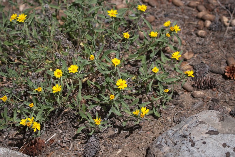 Alpine False Goldenaster photo 5