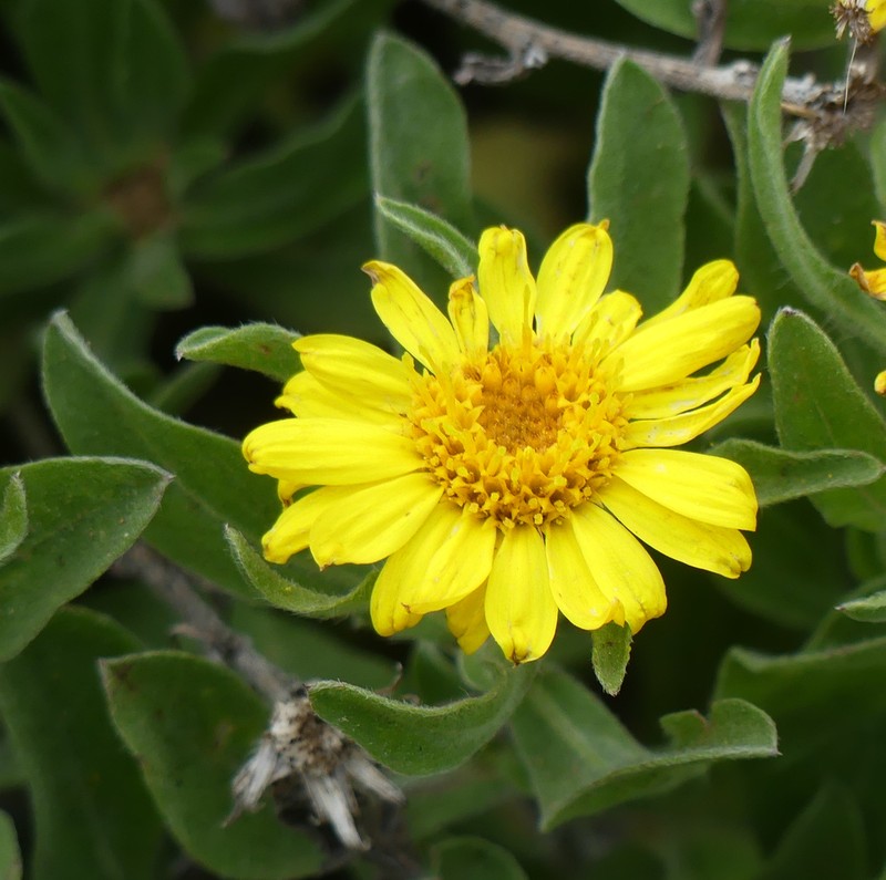Alpine False Goldenaster photo 6