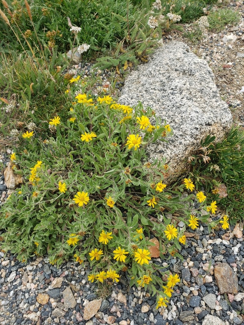 Alpine False Goldenaster photo 7