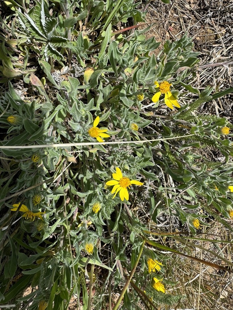 Alpine False Goldenaster photo 8