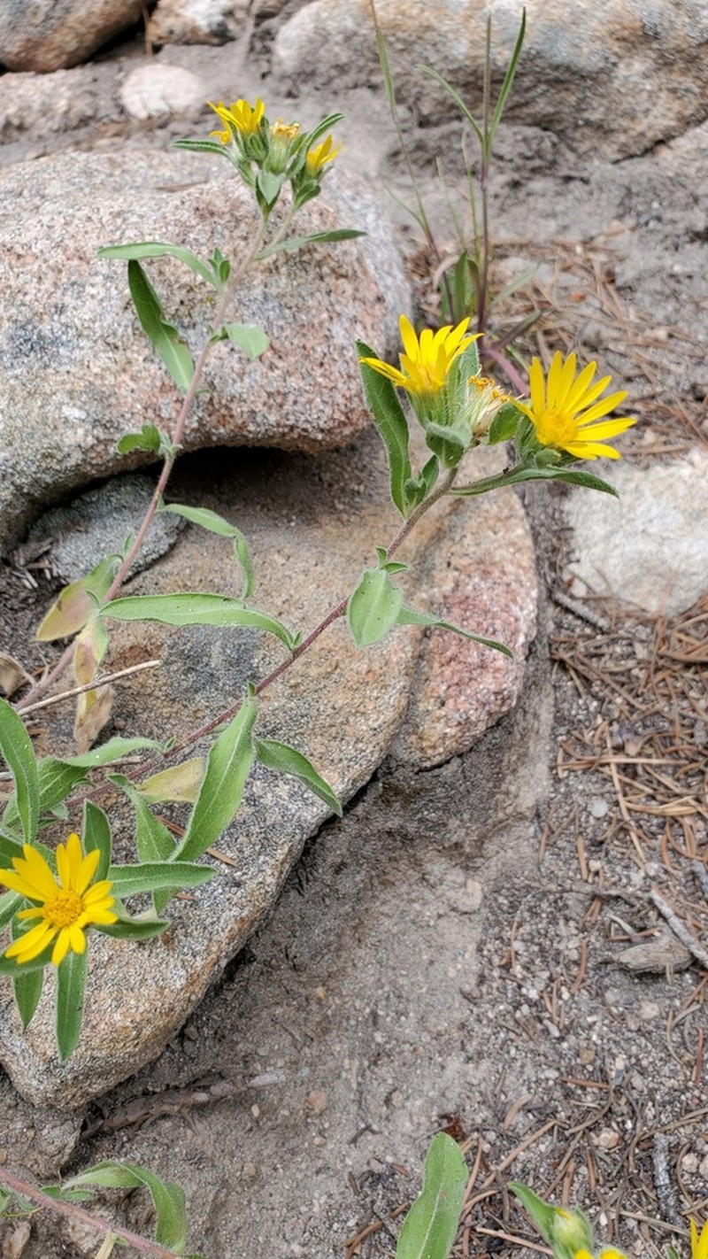 Heterotheca resinolens