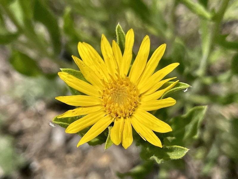 Heterotheca resinolens photo 2
