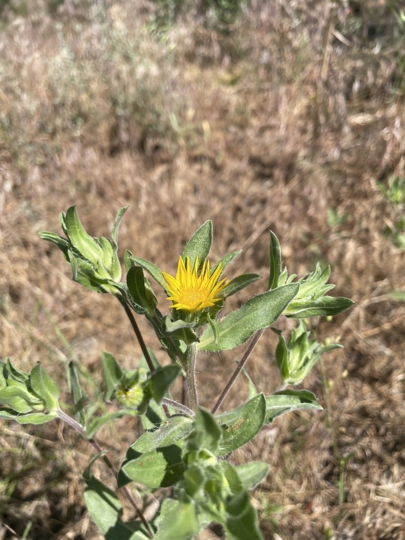 Heterotheca resinolens photo 3