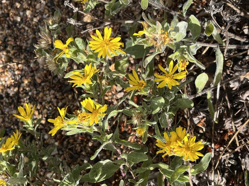 Heterotheca resinolens photo 4