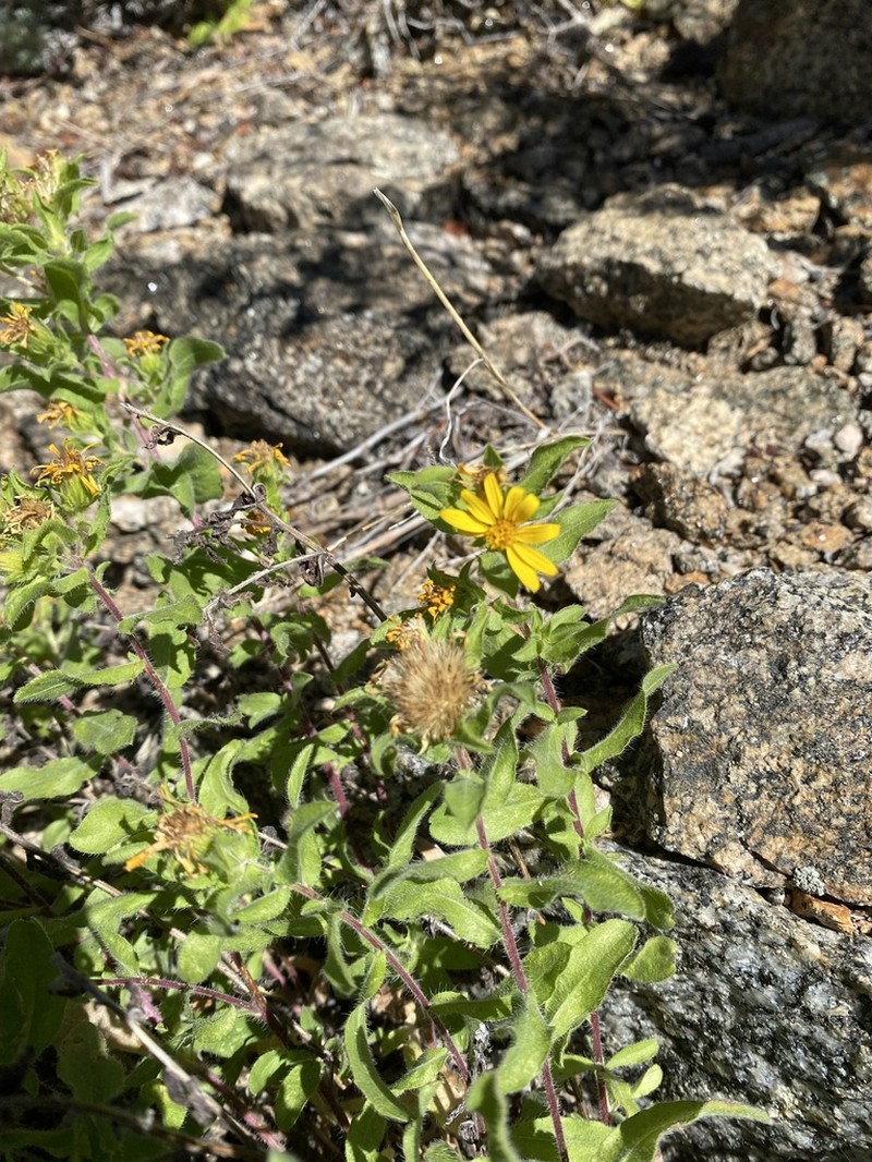 Heterotheca resinolens photo 5