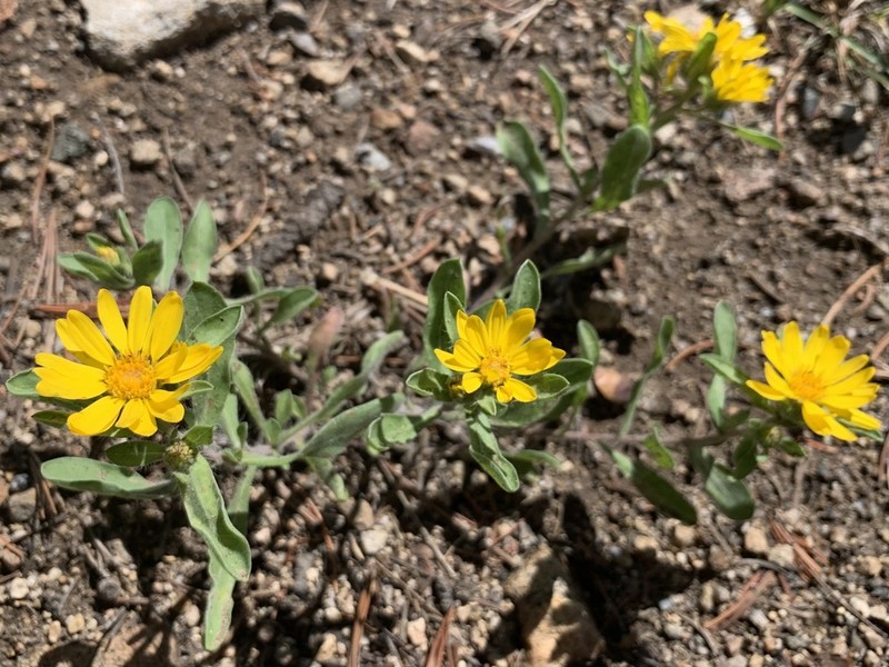 Heterotheca resinolens photo 6