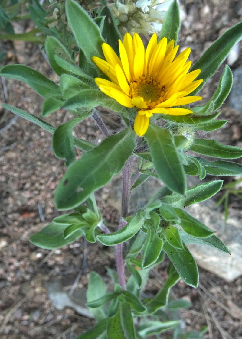 Heterotheca resinolens photo 7