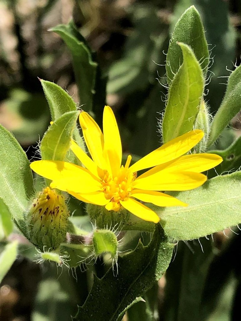 Heterotheca resinolens photo 8