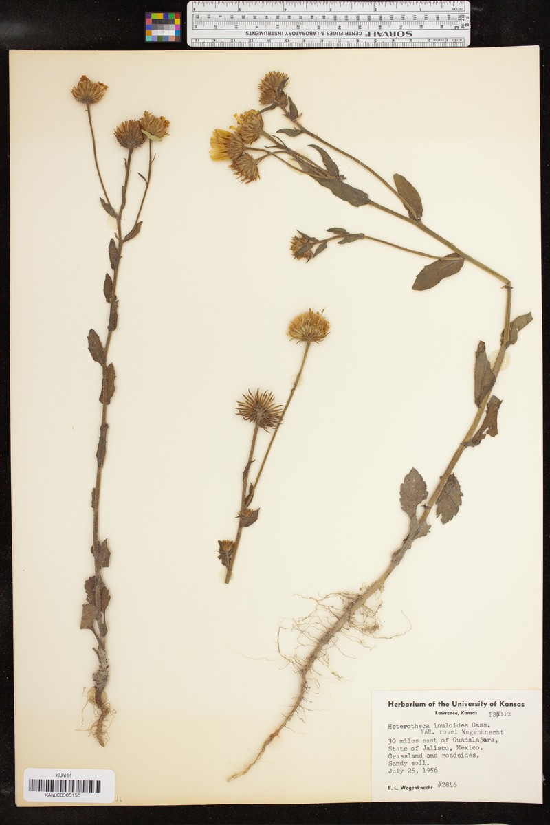 Heterotheca rosei