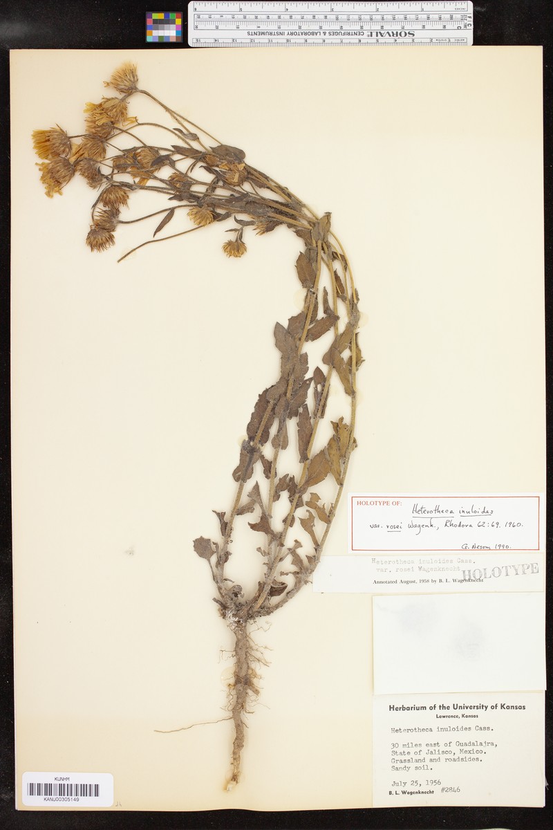 Heterotheca rosei photo 2