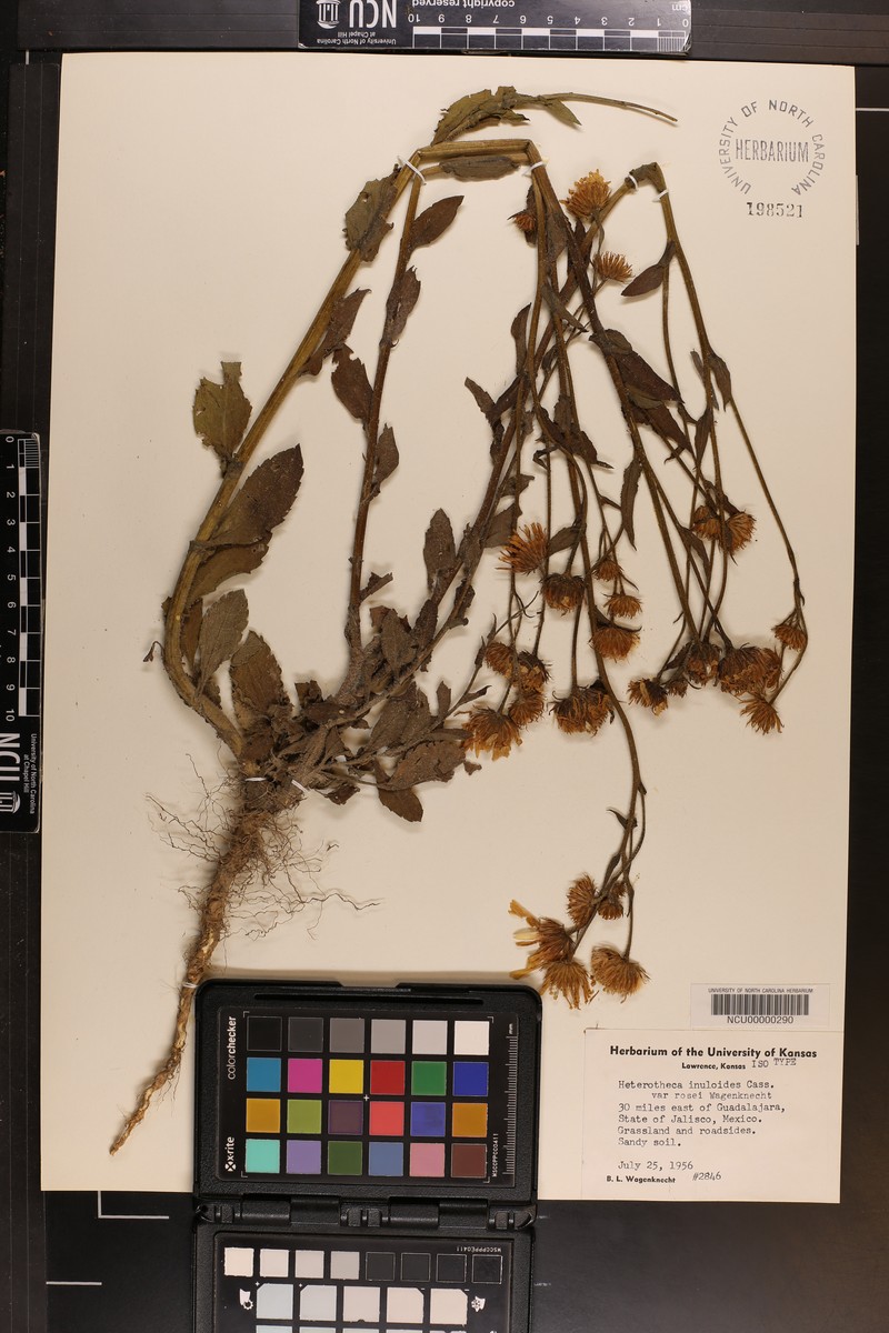 Heterotheca rosei photo 3
