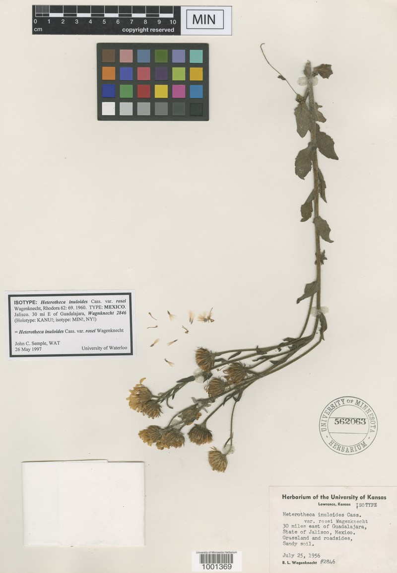 Heterotheca rosei photo 4