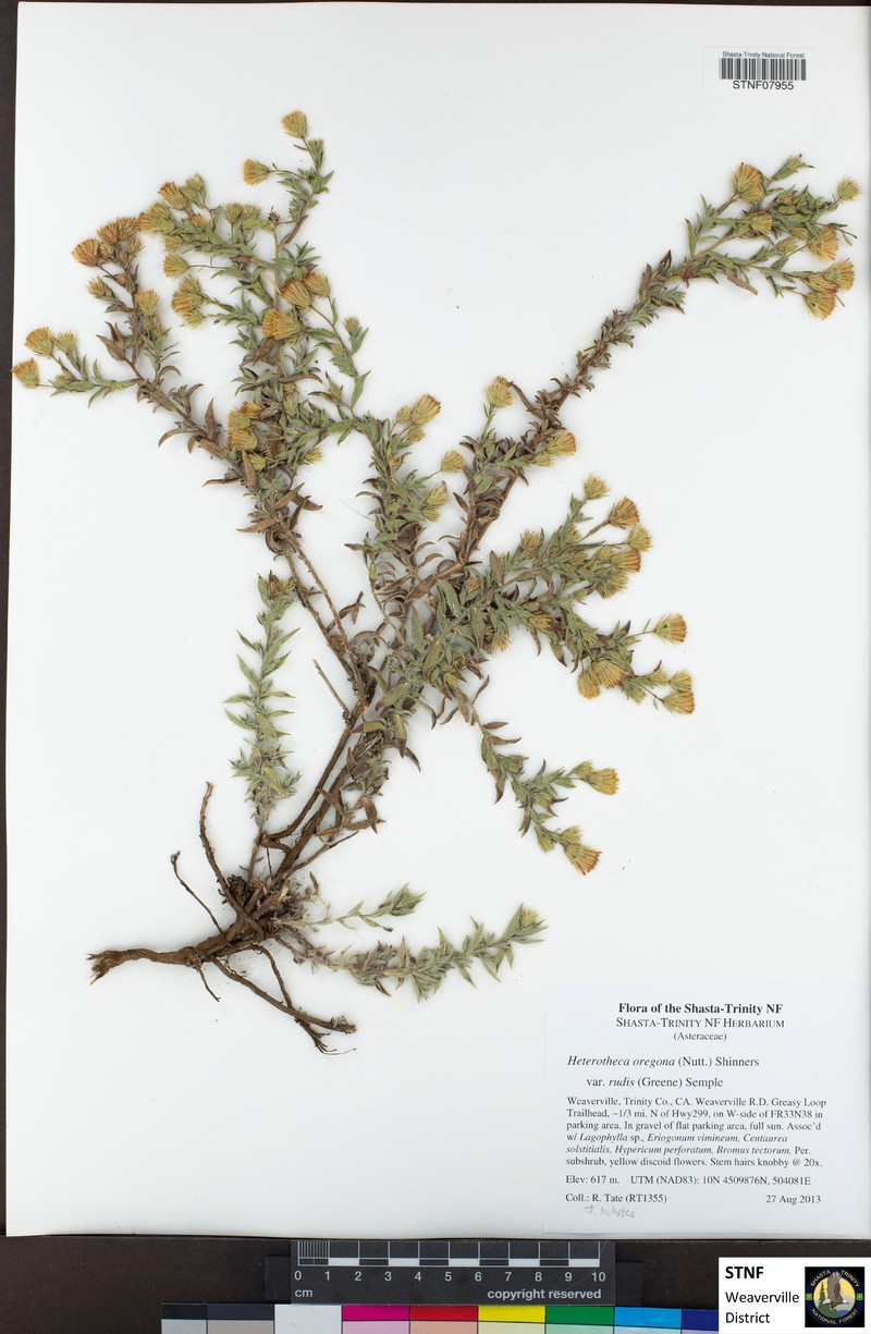 Heterotheca rudis