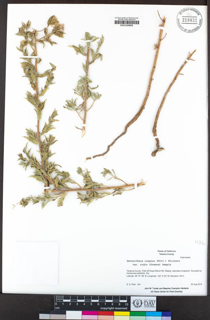 Heterotheca rudis photo 2