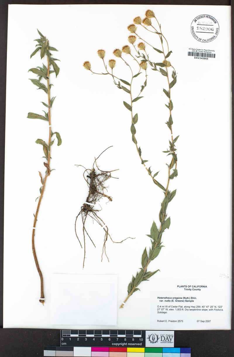 Heterotheca rudis photo 3