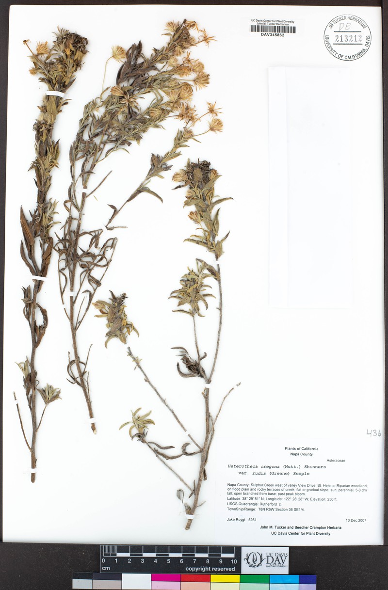 Heterotheca rudis photo 4