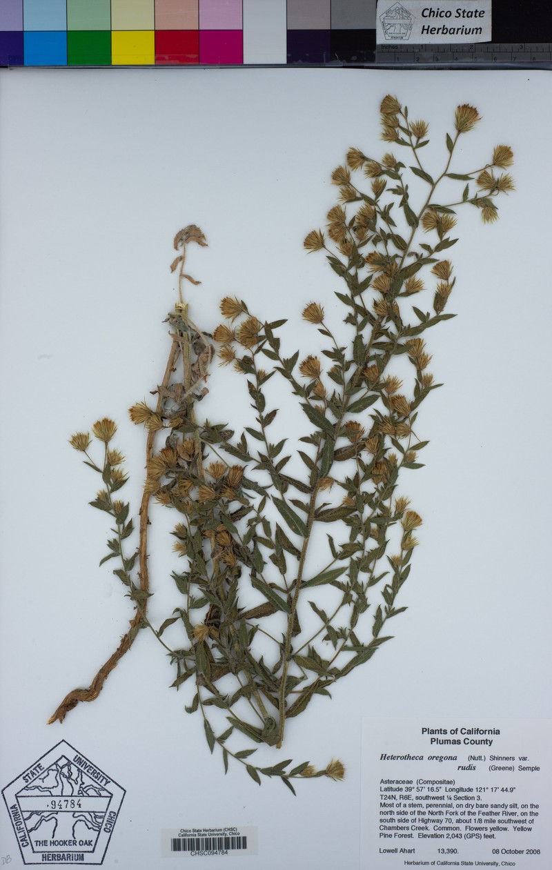 Heterotheca rudis photo 5