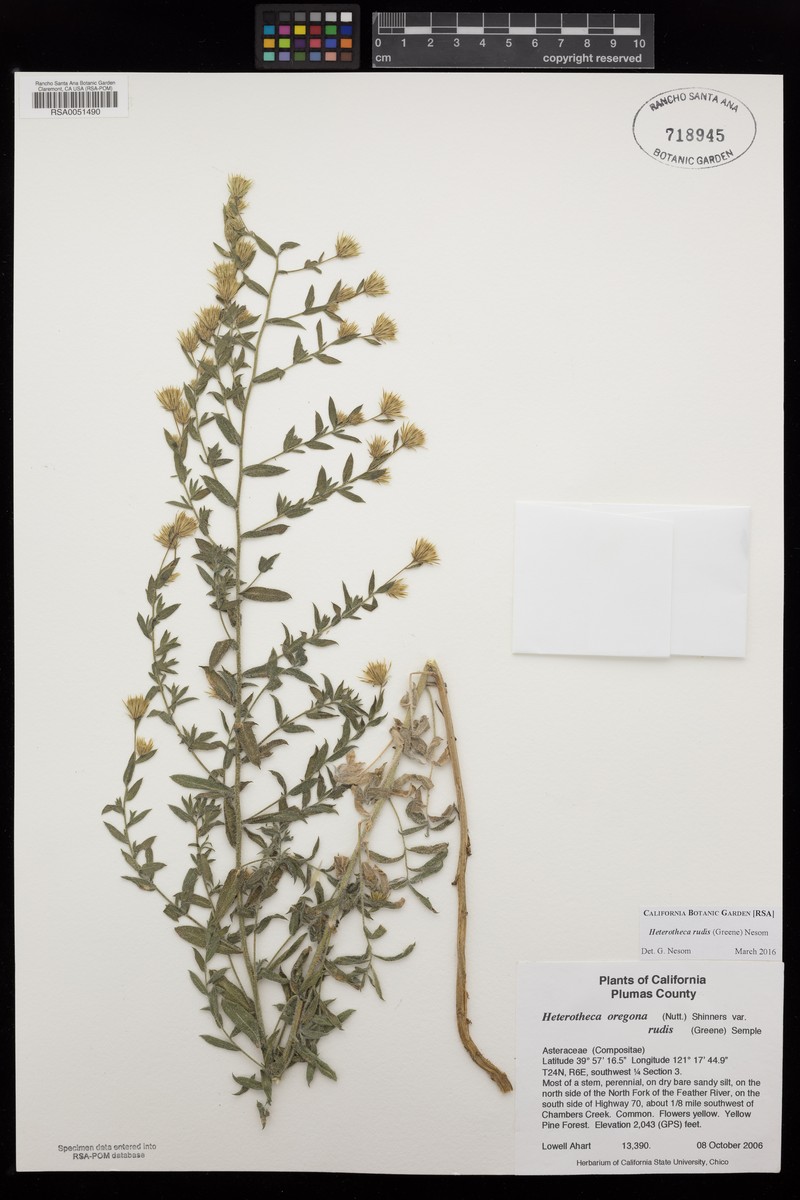 Heterotheca rudis photo 6
