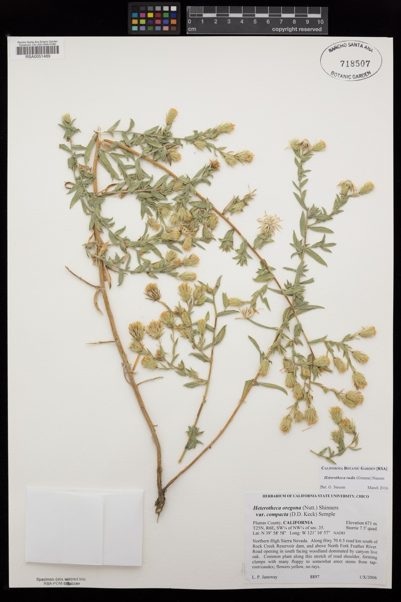 Heterotheca rudis photo 7