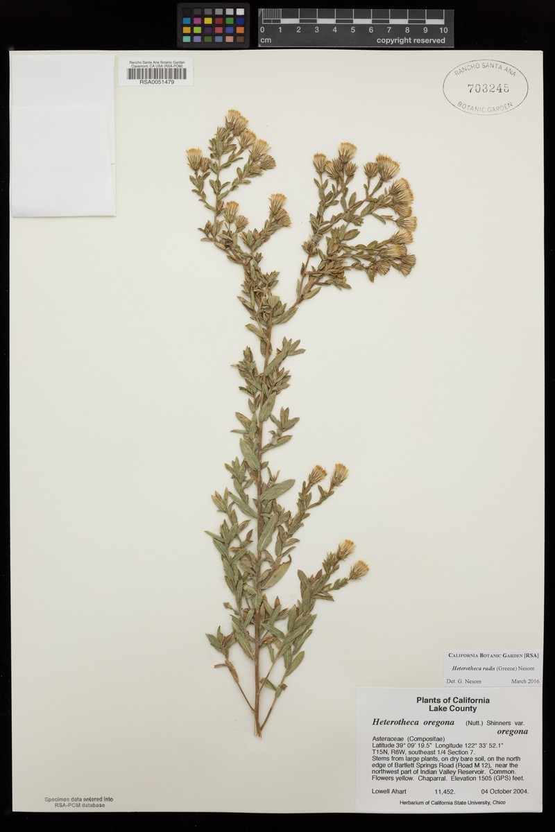 Heterotheca rudis photo 8