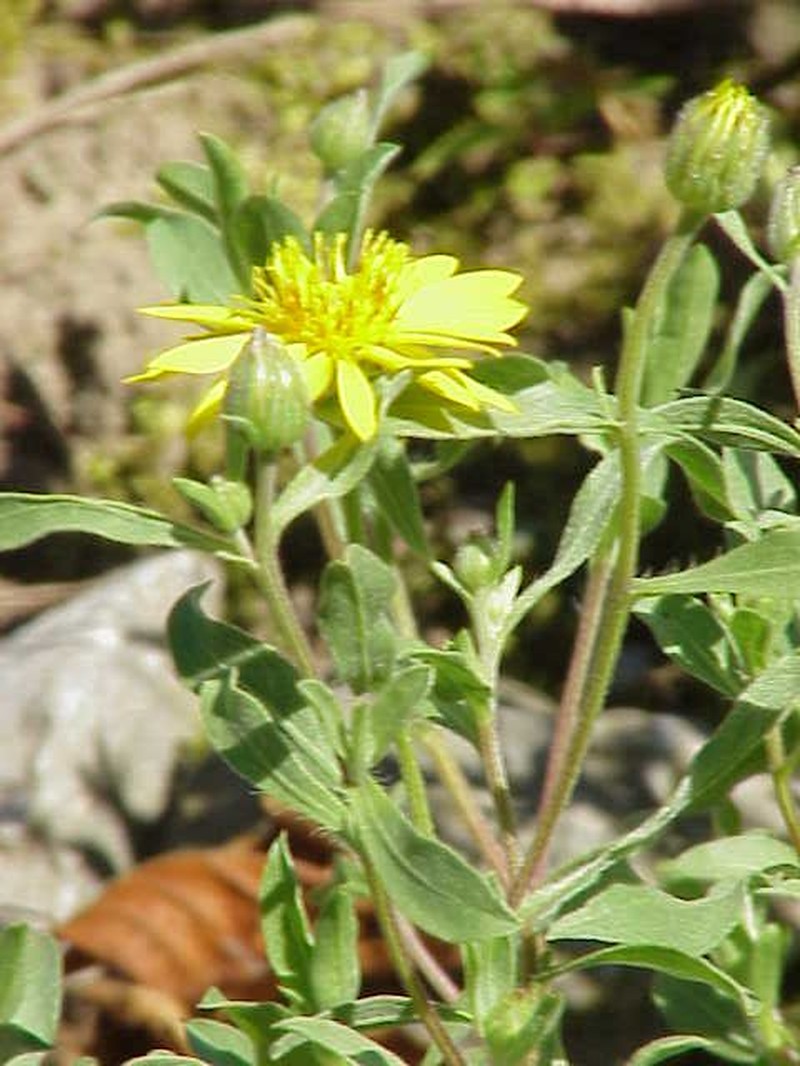 Rutter's False Goldenaster