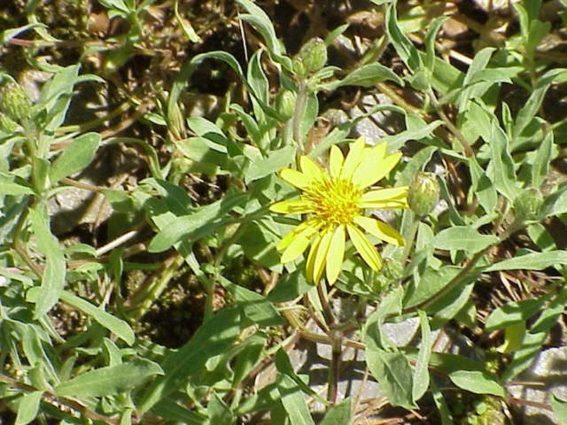 Rutter's False Goldenaster photo 2