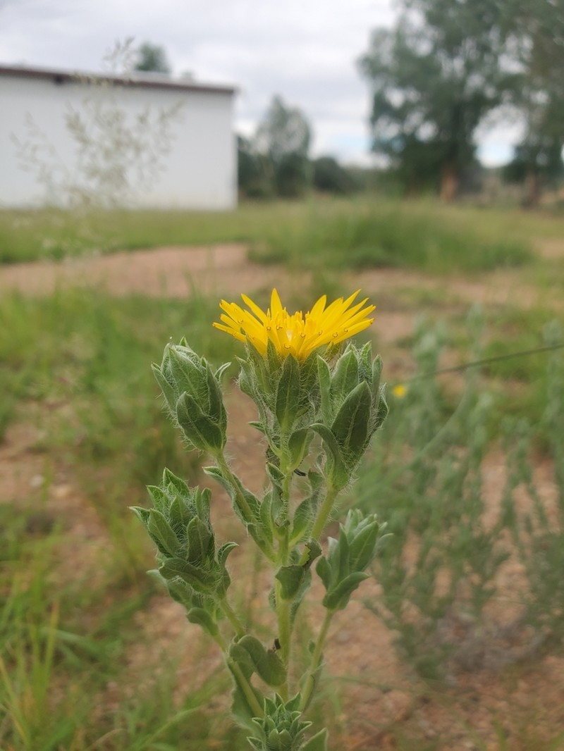 Rutter's False Goldenaster