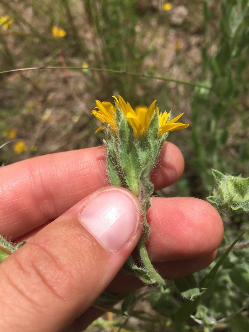 Rutter's False Goldenaster photo 2