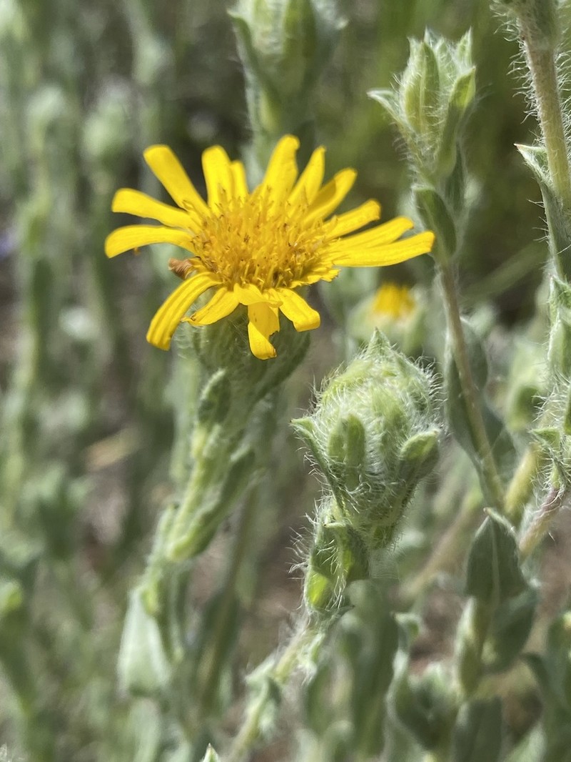 Rutter's False Goldenaster photo 3
