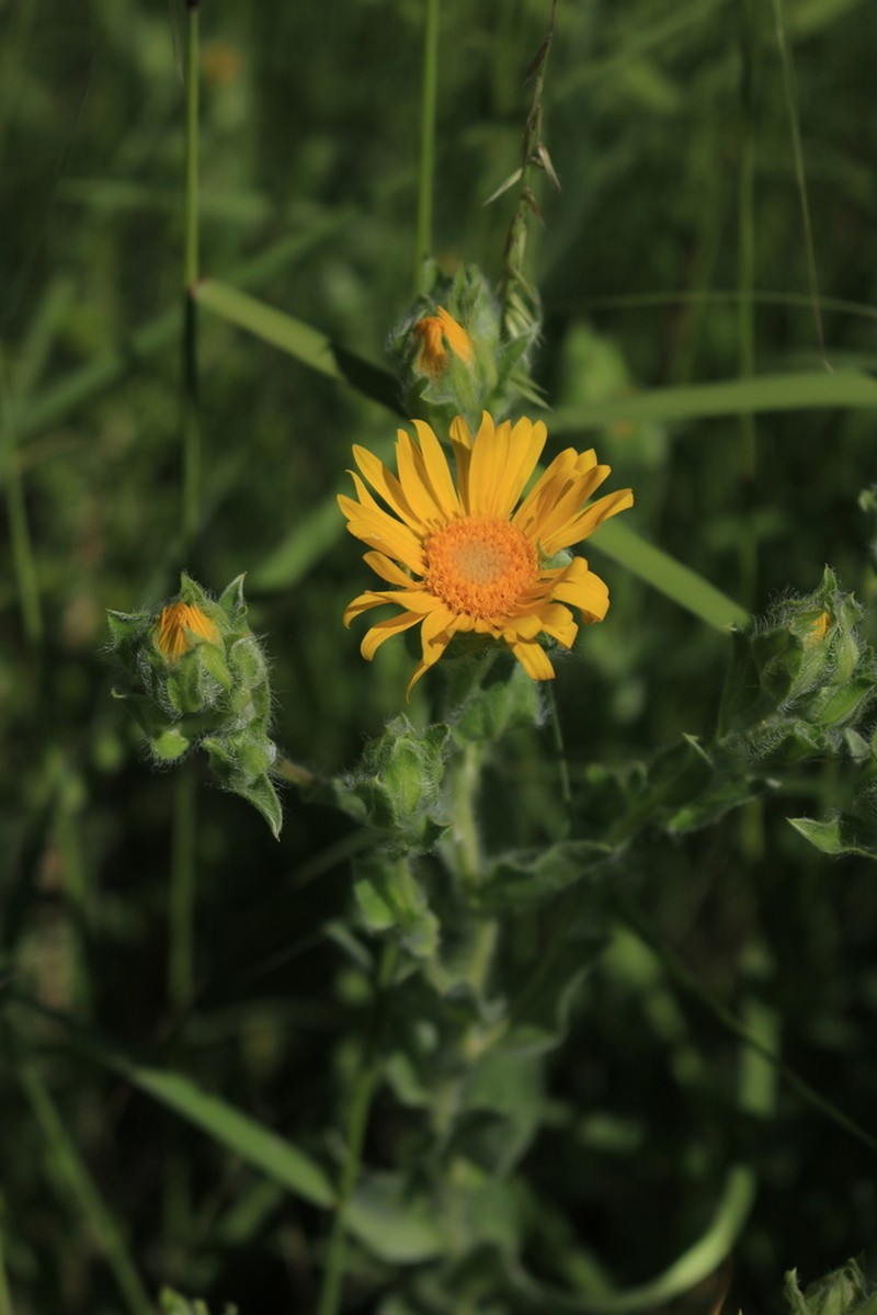 Rutter's False Goldenaster photo 4
