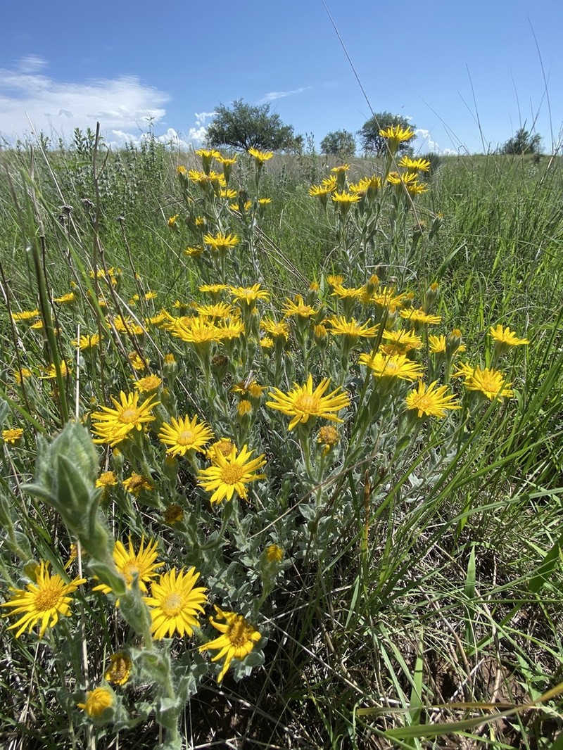 Rutter's False Goldenaster photo 5