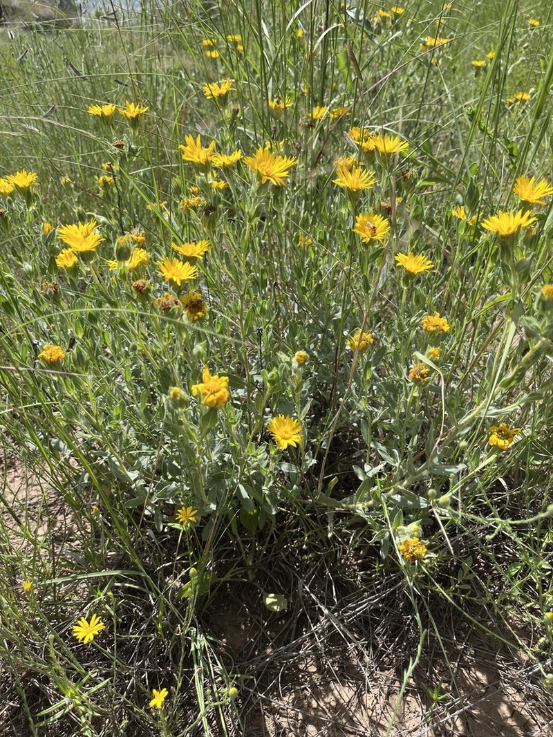Rutter's False Goldenaster photo 6