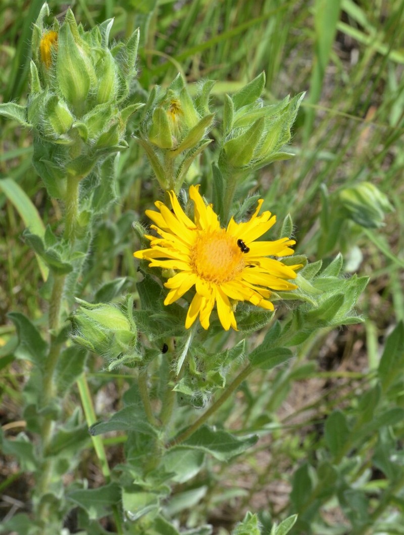 Rutter's False Goldenaster photo 7