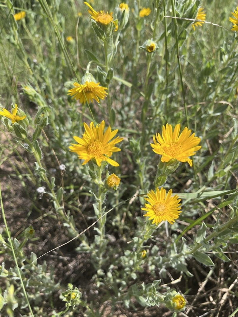 Rutter's False Goldenaster photo 8