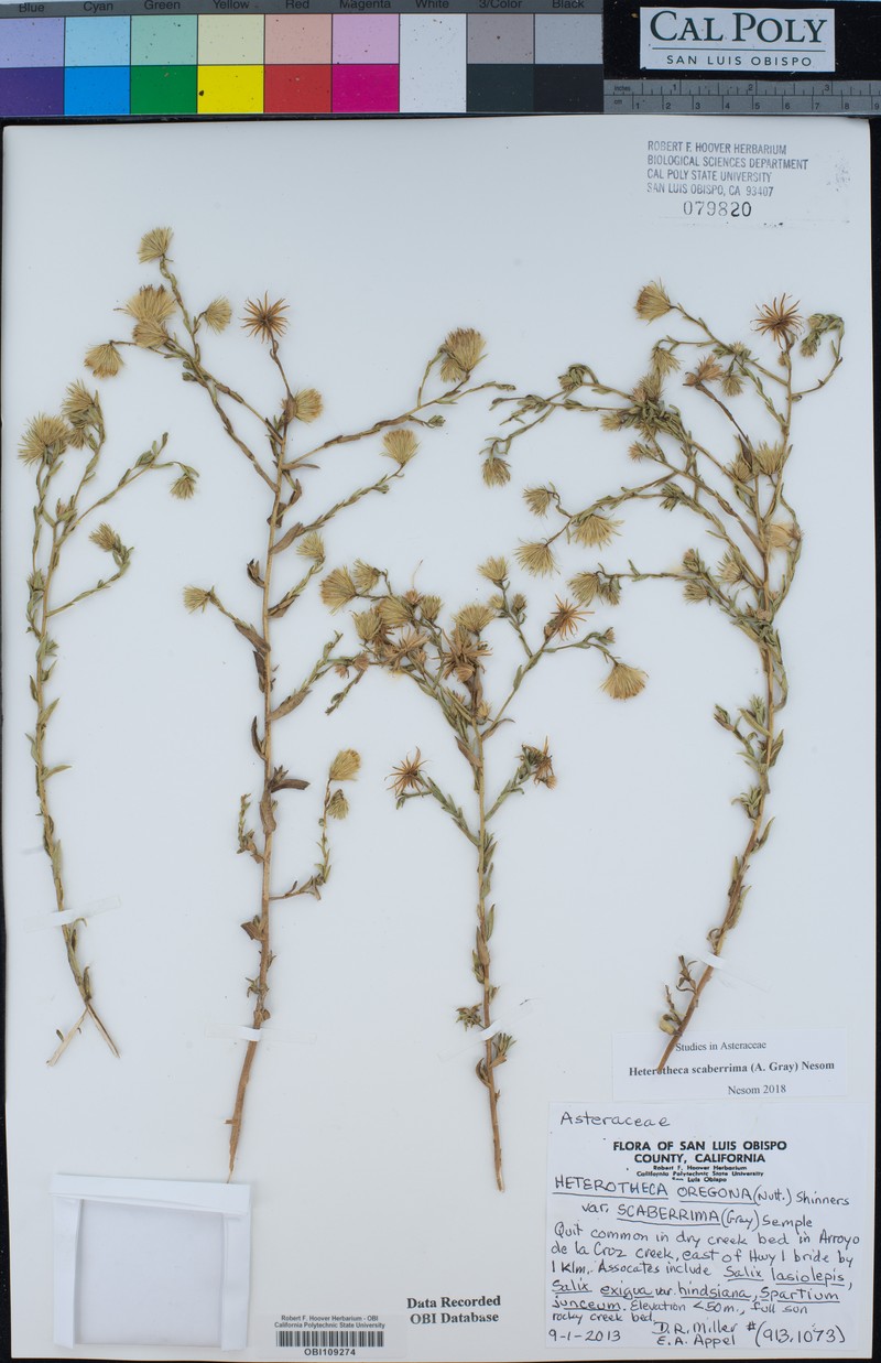 Heterotheca scaberrima photo 4