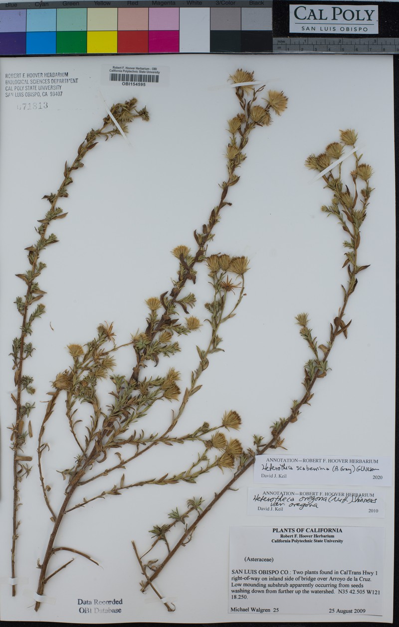 Heterotheca scaberrima photo 5