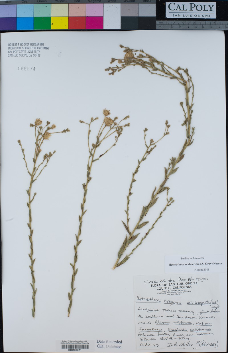 Heterotheca scaberrima photo 6