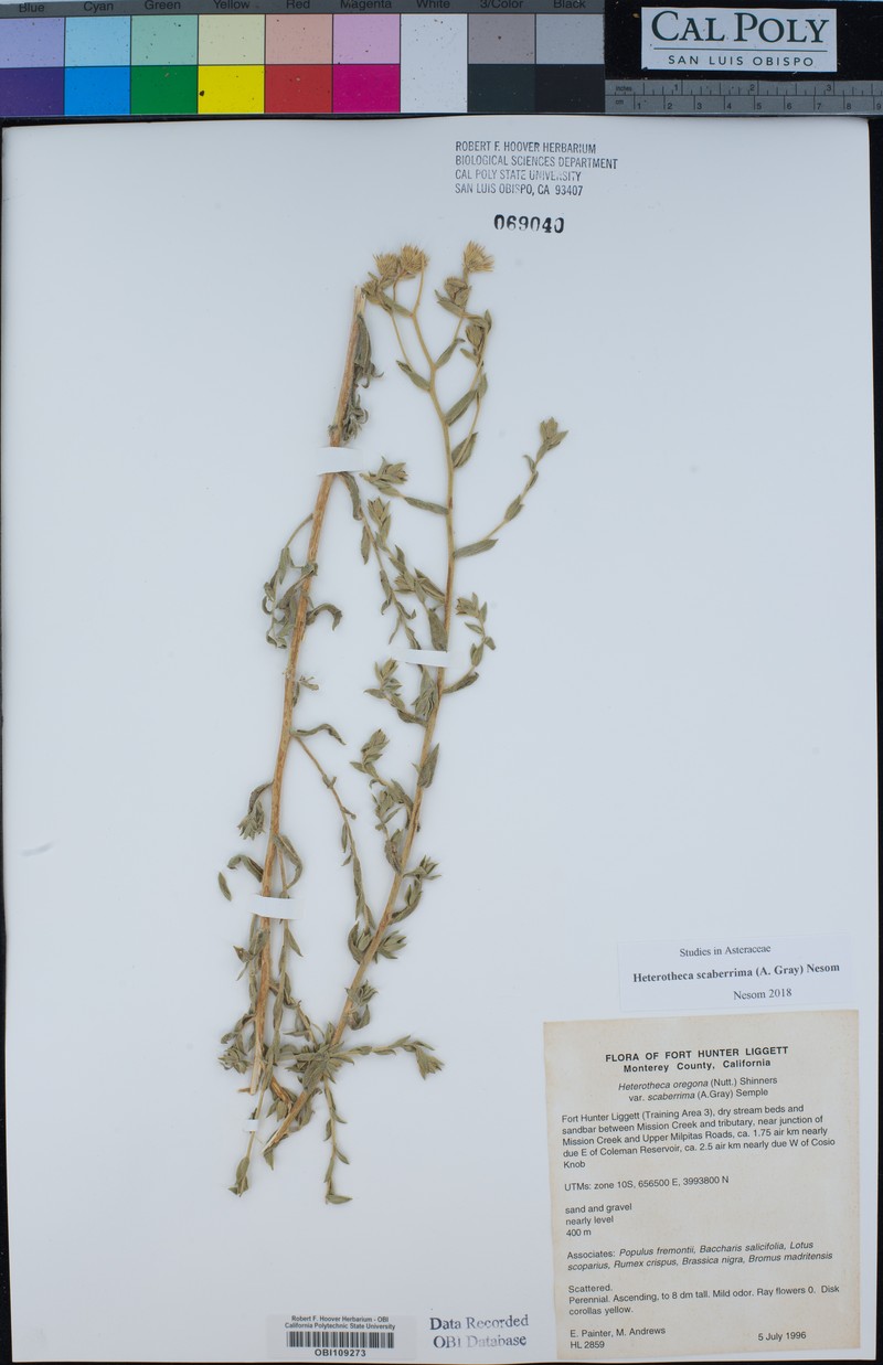 Heterotheca scaberrima photo 7